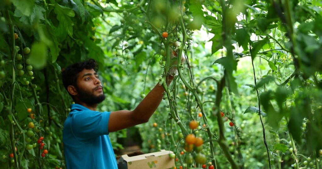 Agrifood investment could create five million jobs across Middle East and North Africa, says World Bank | The National