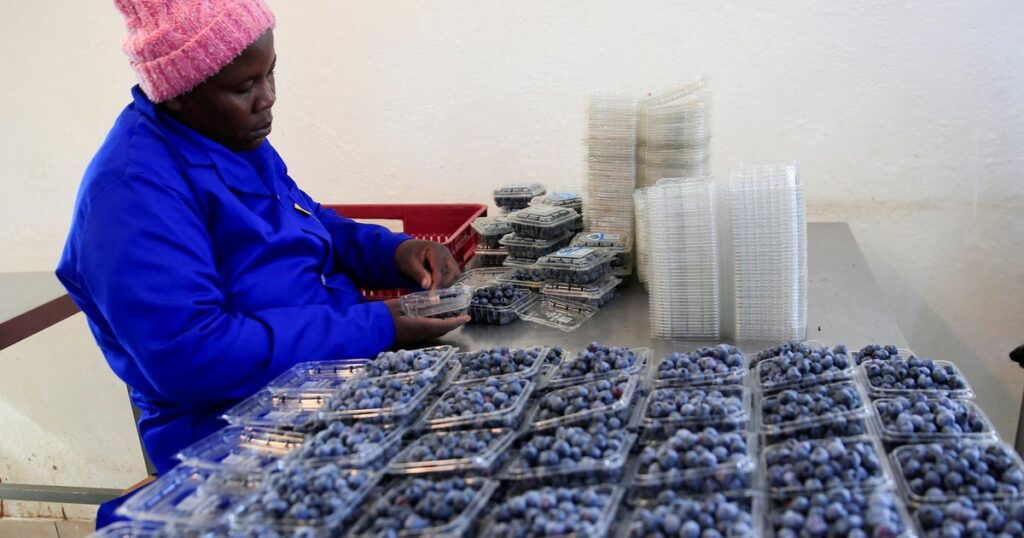 Zimbabwe begins blueberry exports to China as it targets a $400 million market